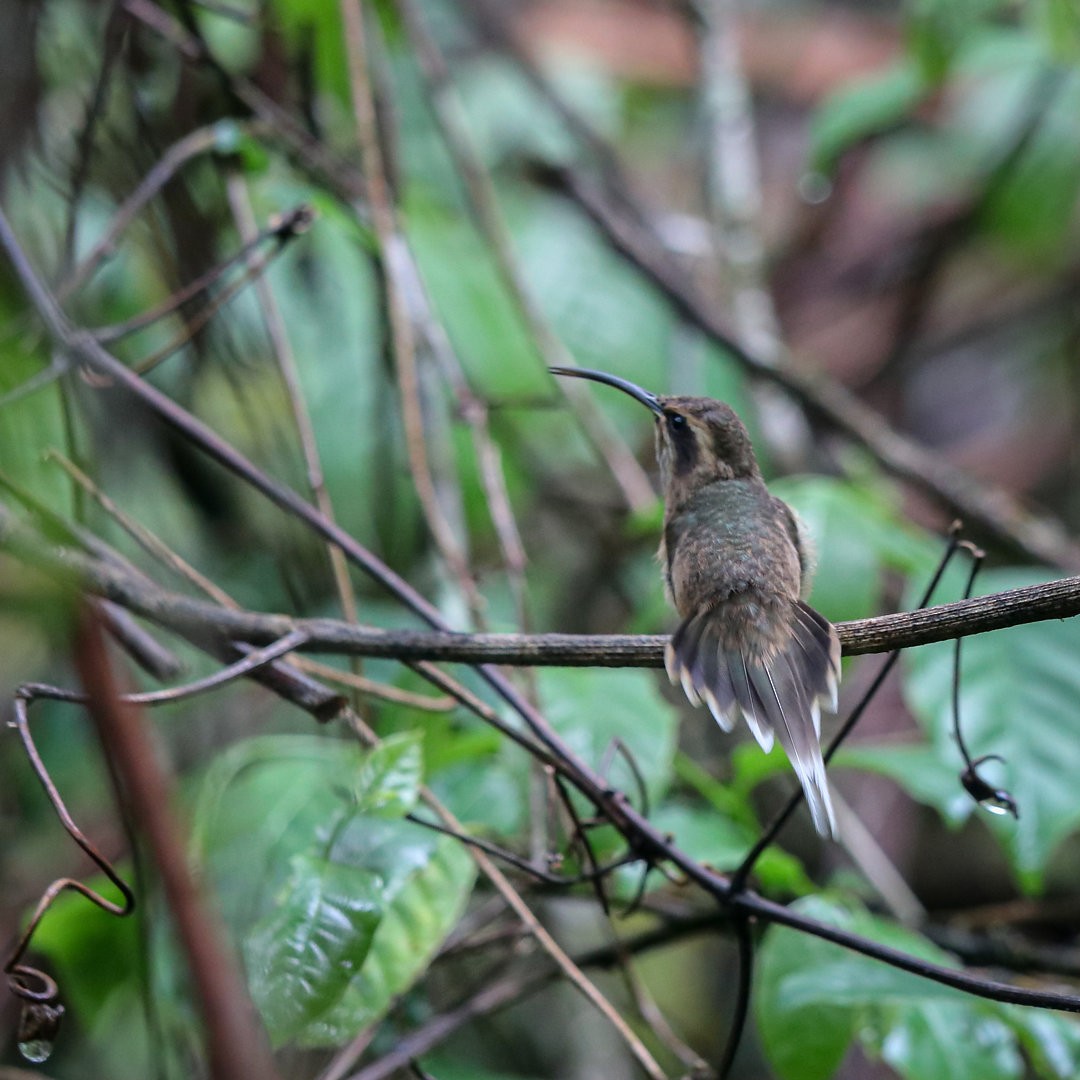 Dusky-throated Hermit - ML635538545