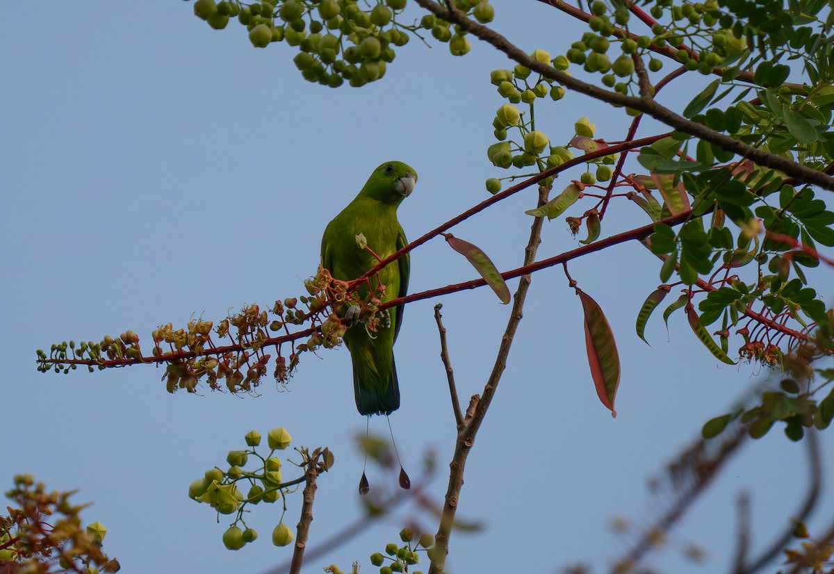Green Racquet-tail - ML635538573