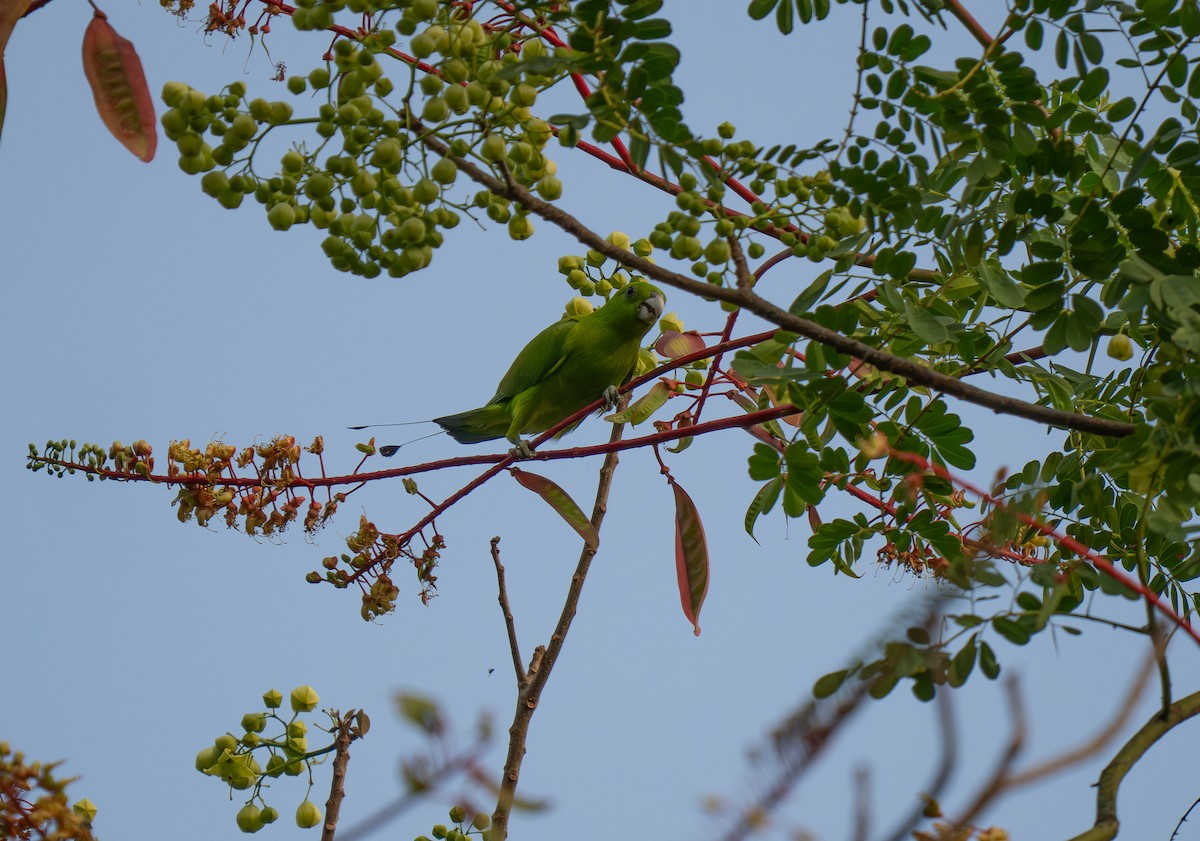 Green Racquet-tail - ML635538574