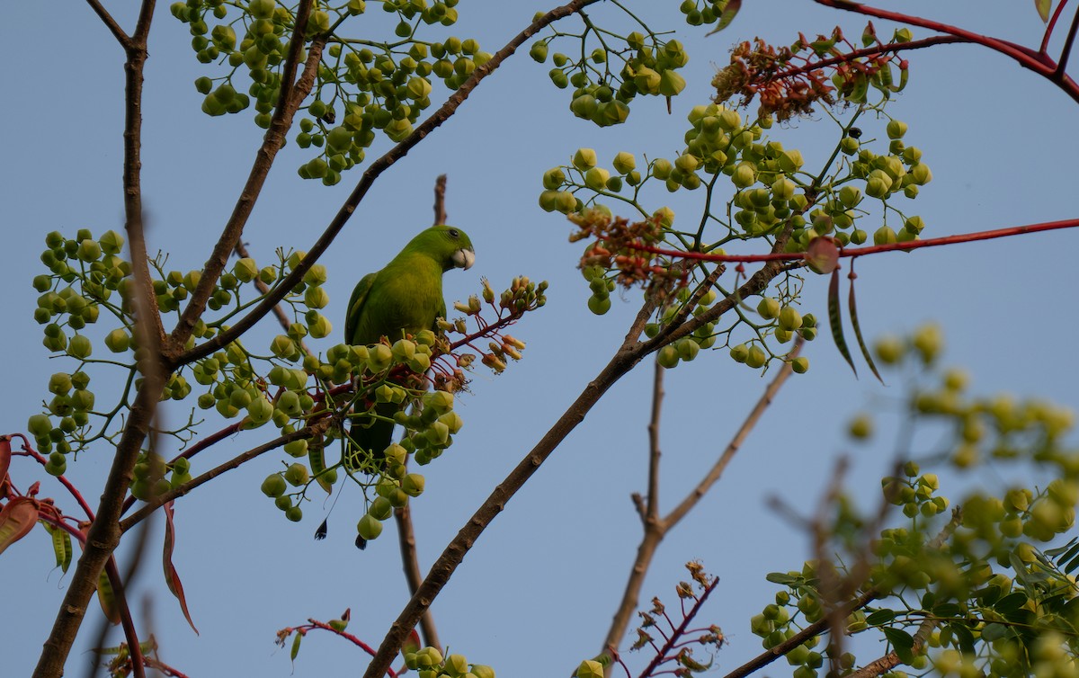 Green Racquet-tail - ML635538575