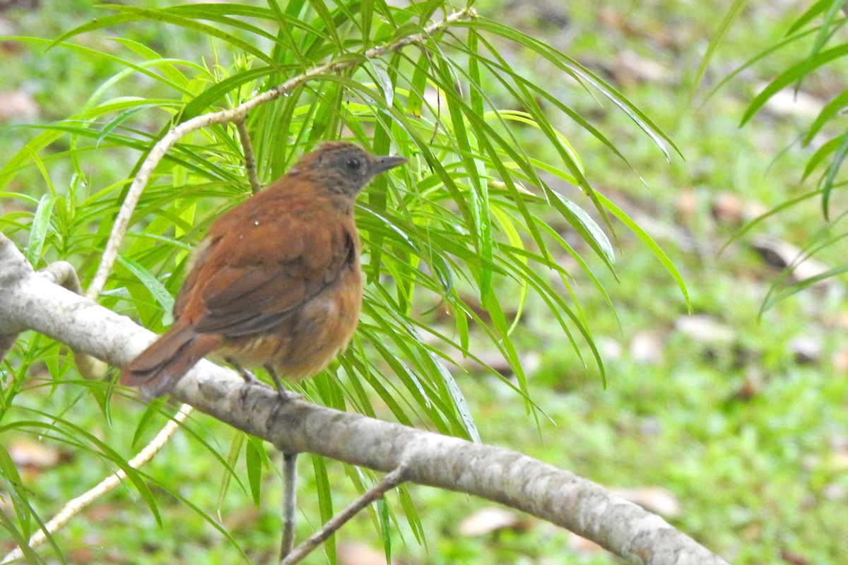Cocoa Thrush - ML635538694