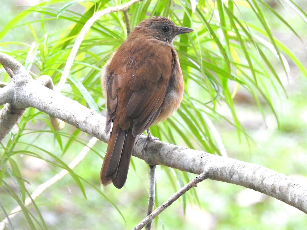 Cocoa Thrush - ML635538696
