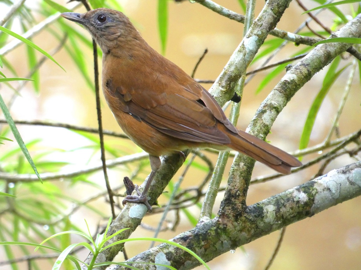 Cocoa Thrush - ML635538698