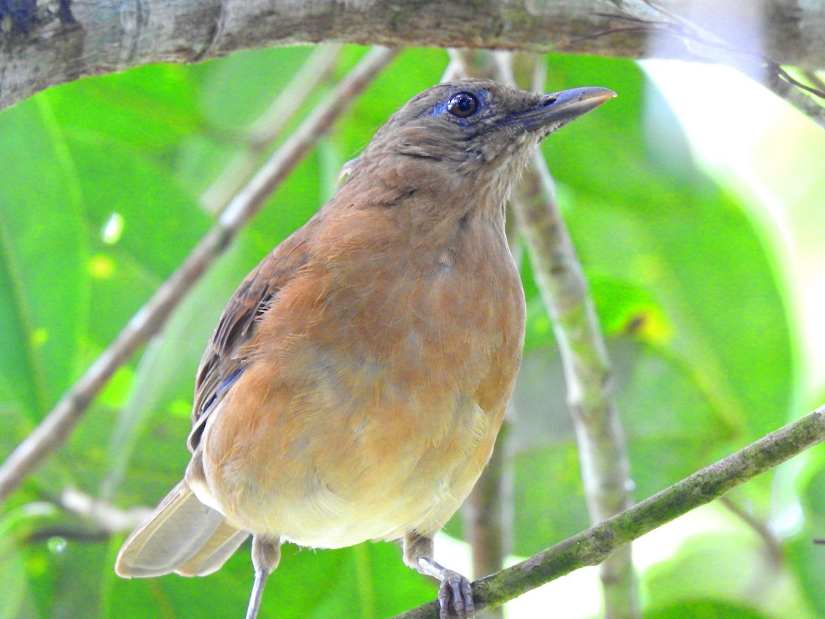 Cocoa Thrush - ML635538699