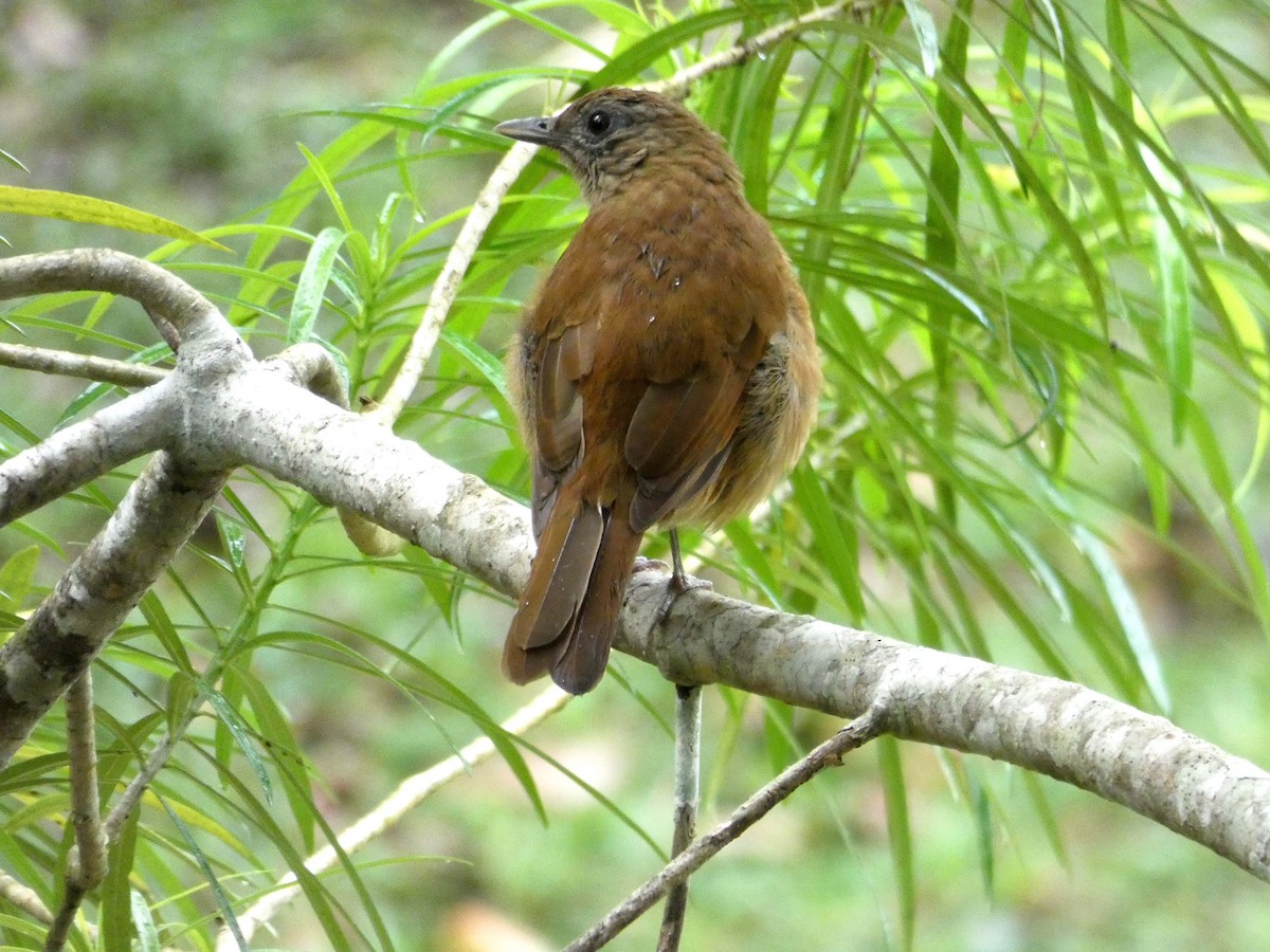 Cocoa Thrush - ML635538700
