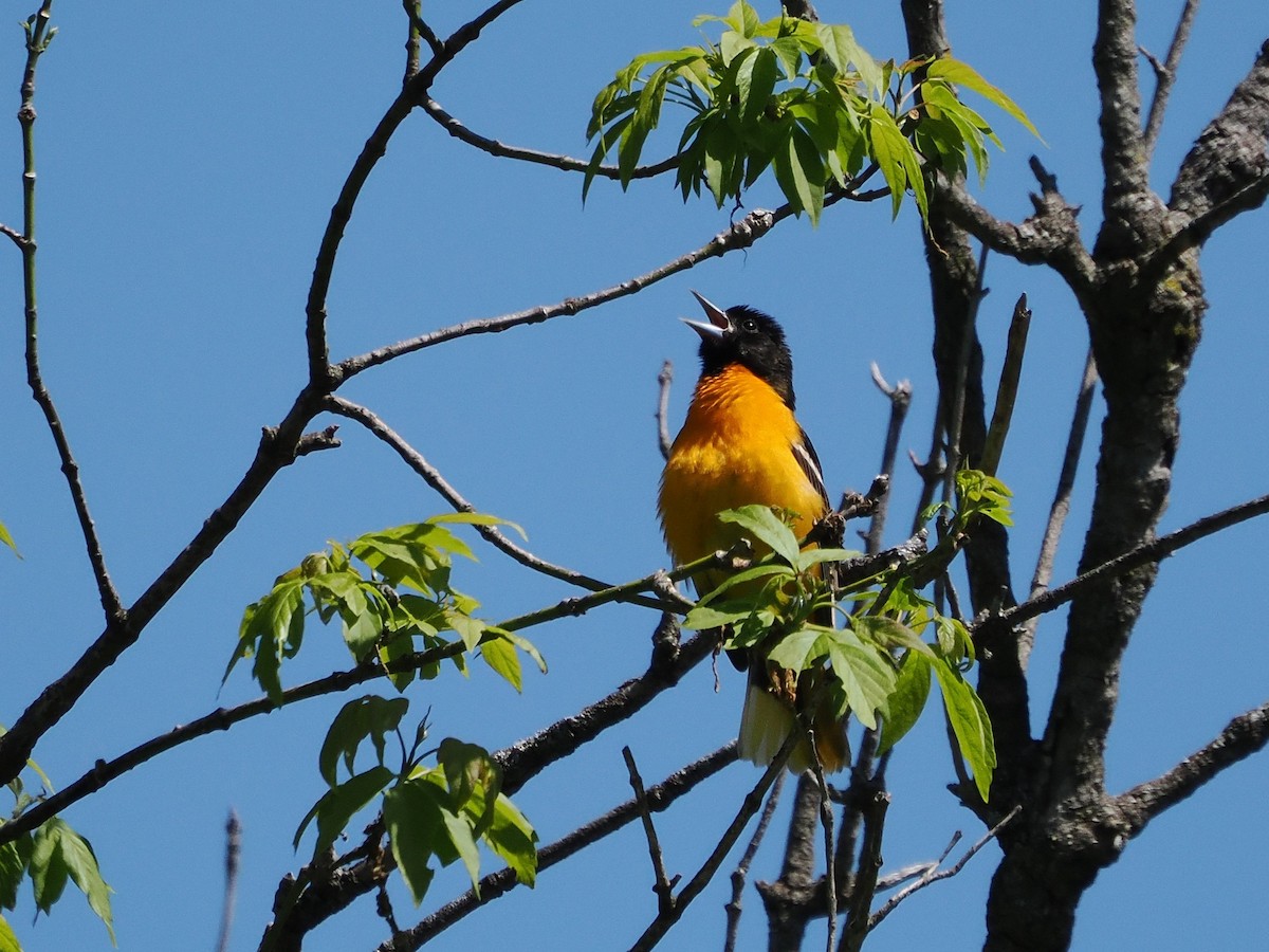 Baltimore Oriole - ML635538701