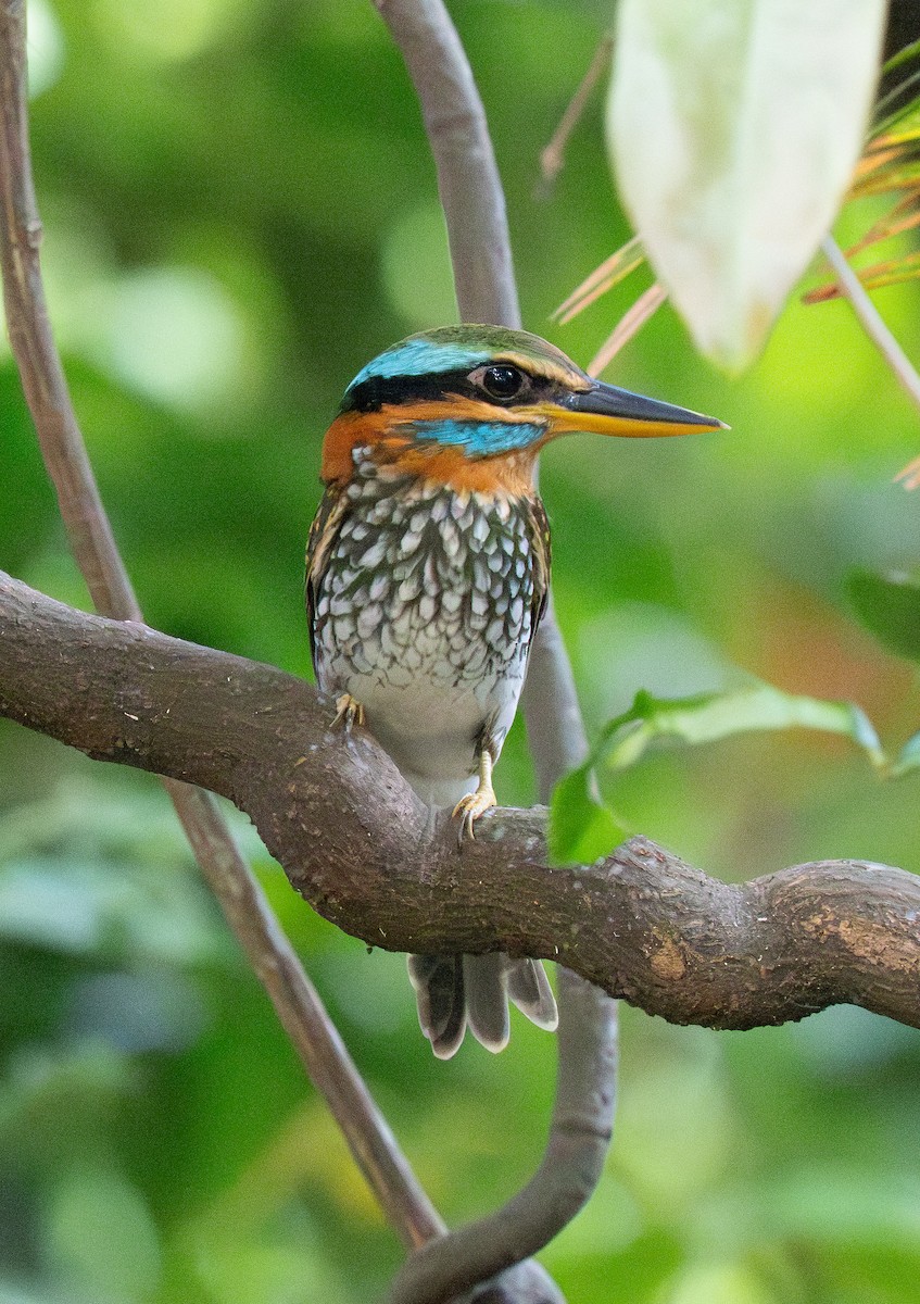 Spotted Kingfisher - ML635538738