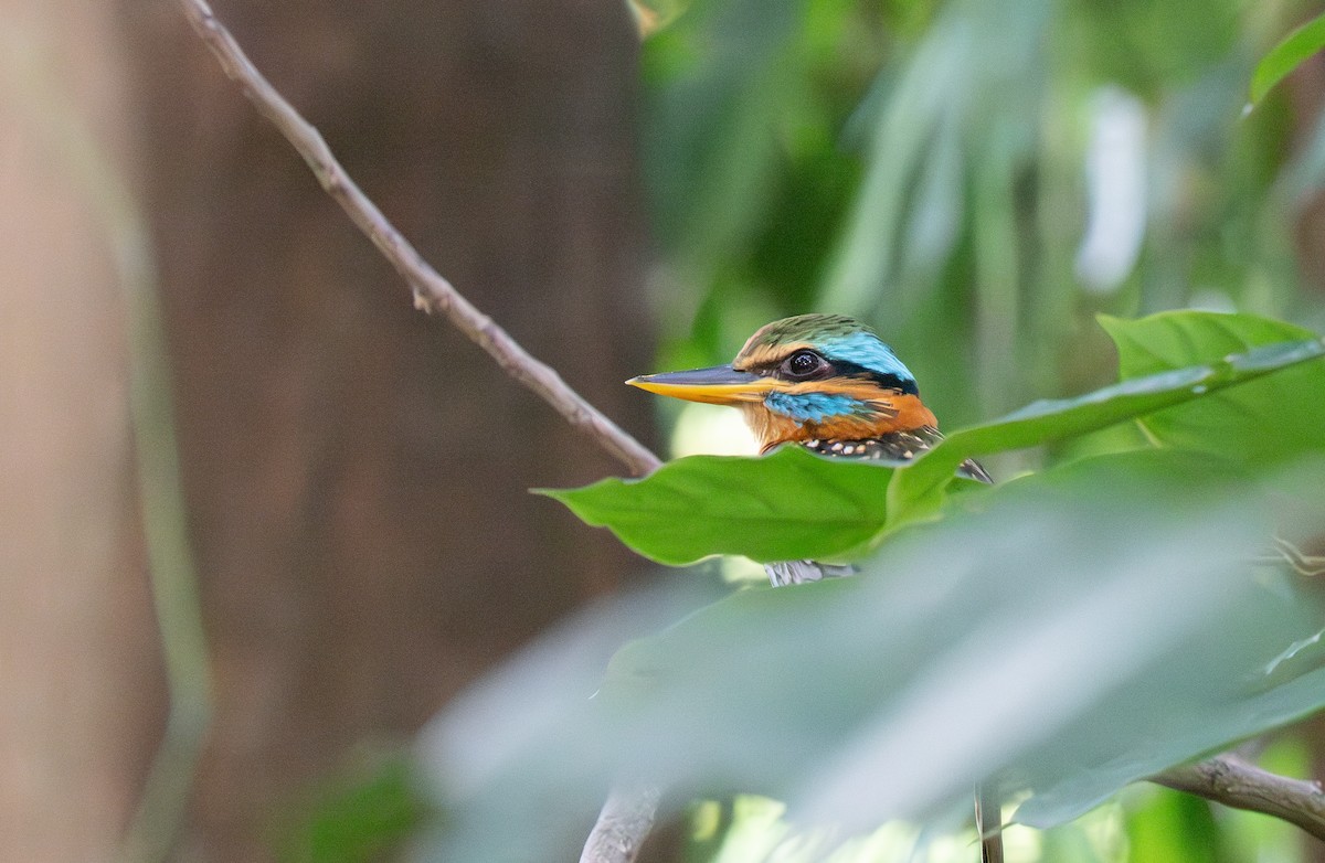 Spotted Kingfisher - ML635538739