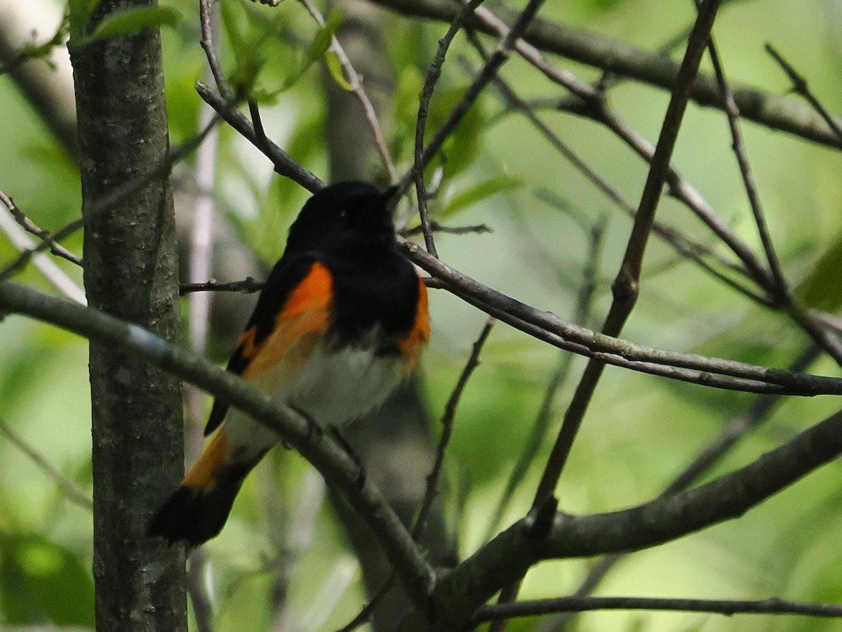American Redstart - ML635538745