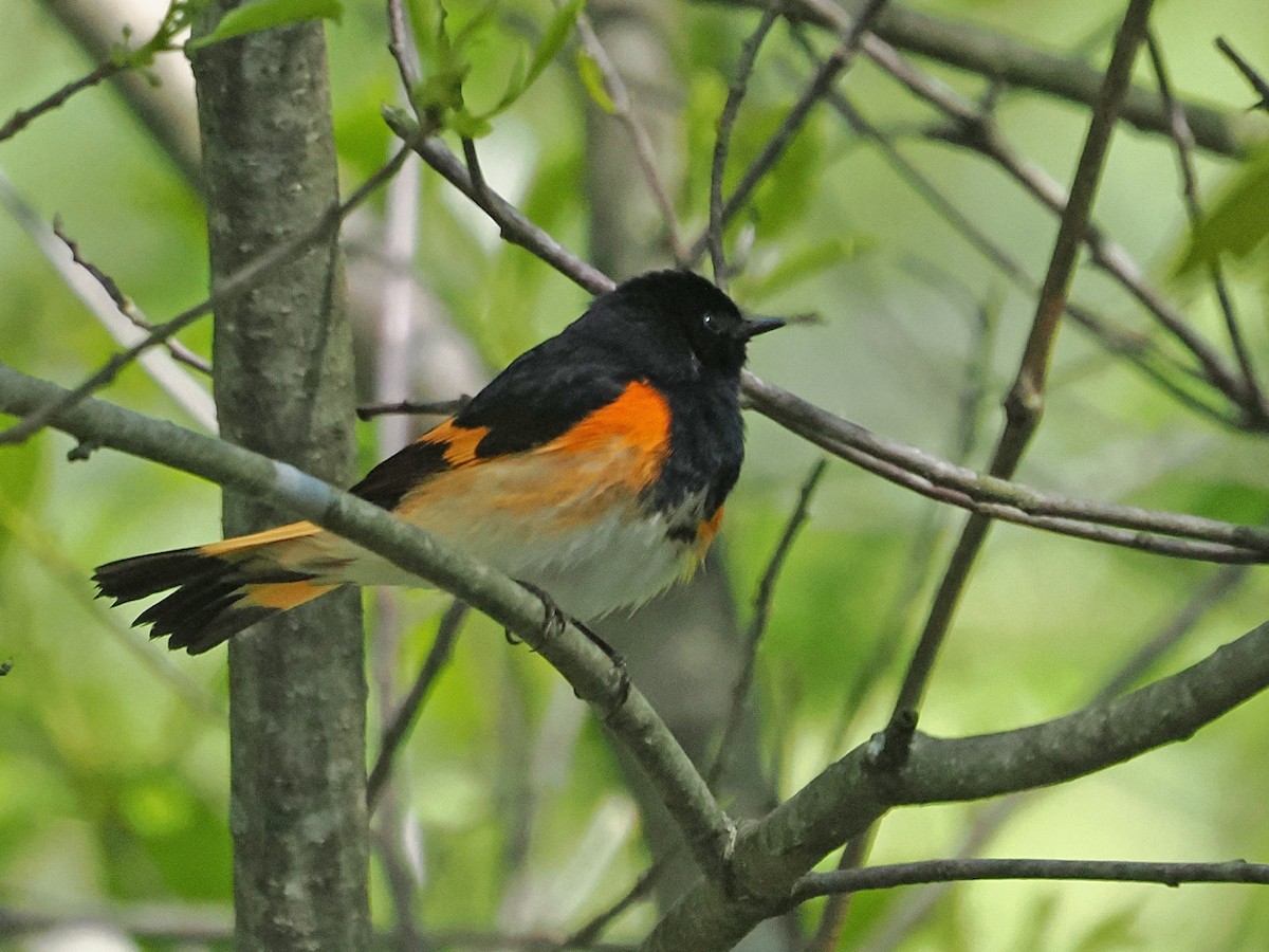 American Redstart - ML635538746
