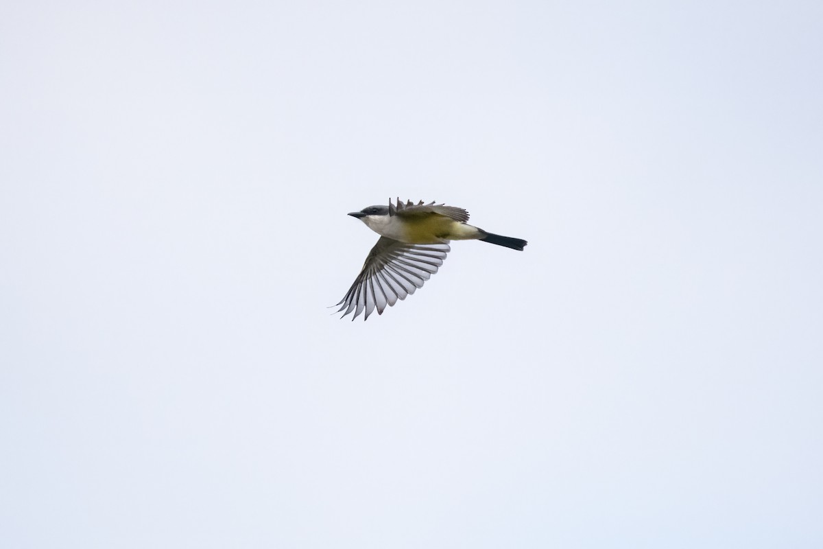 Snowy-throated Kingbird - ML635538805