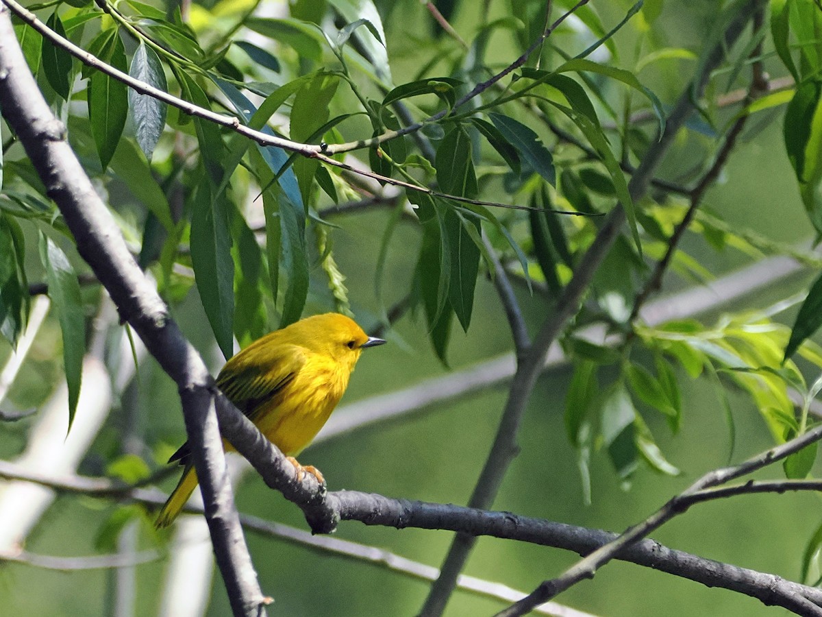 Northern Yellow Warbler - ML635538817
