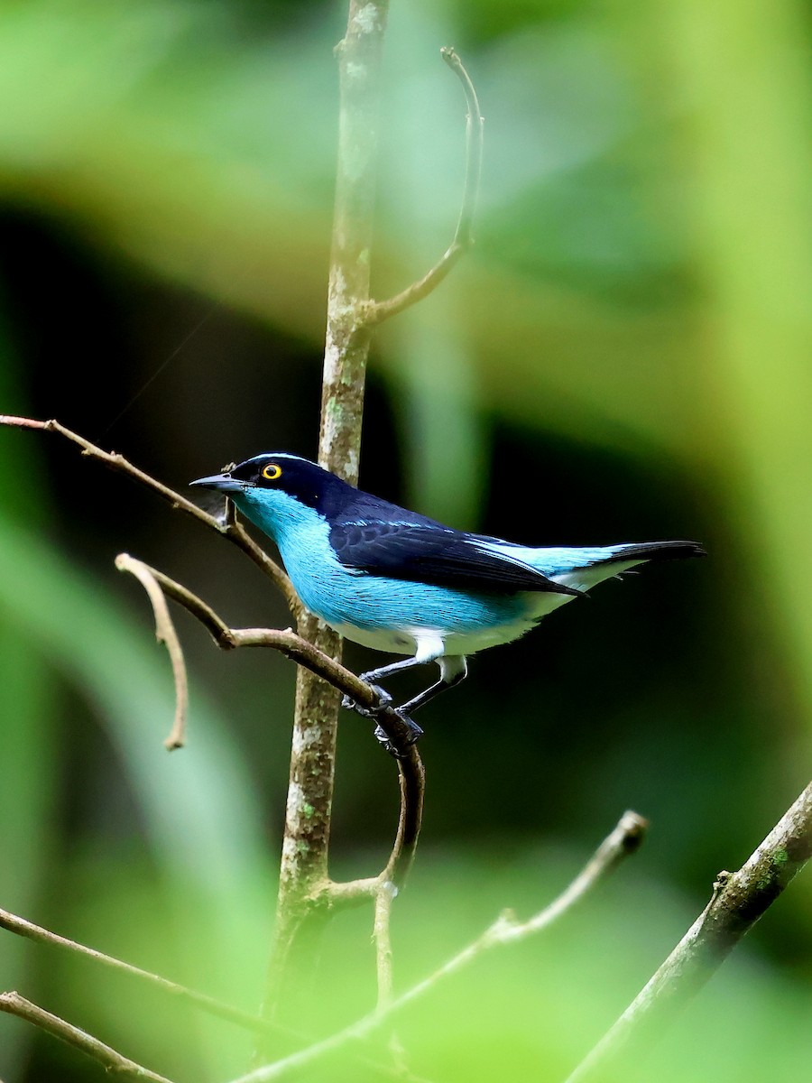 Black-faced Dacnis - ML635538821