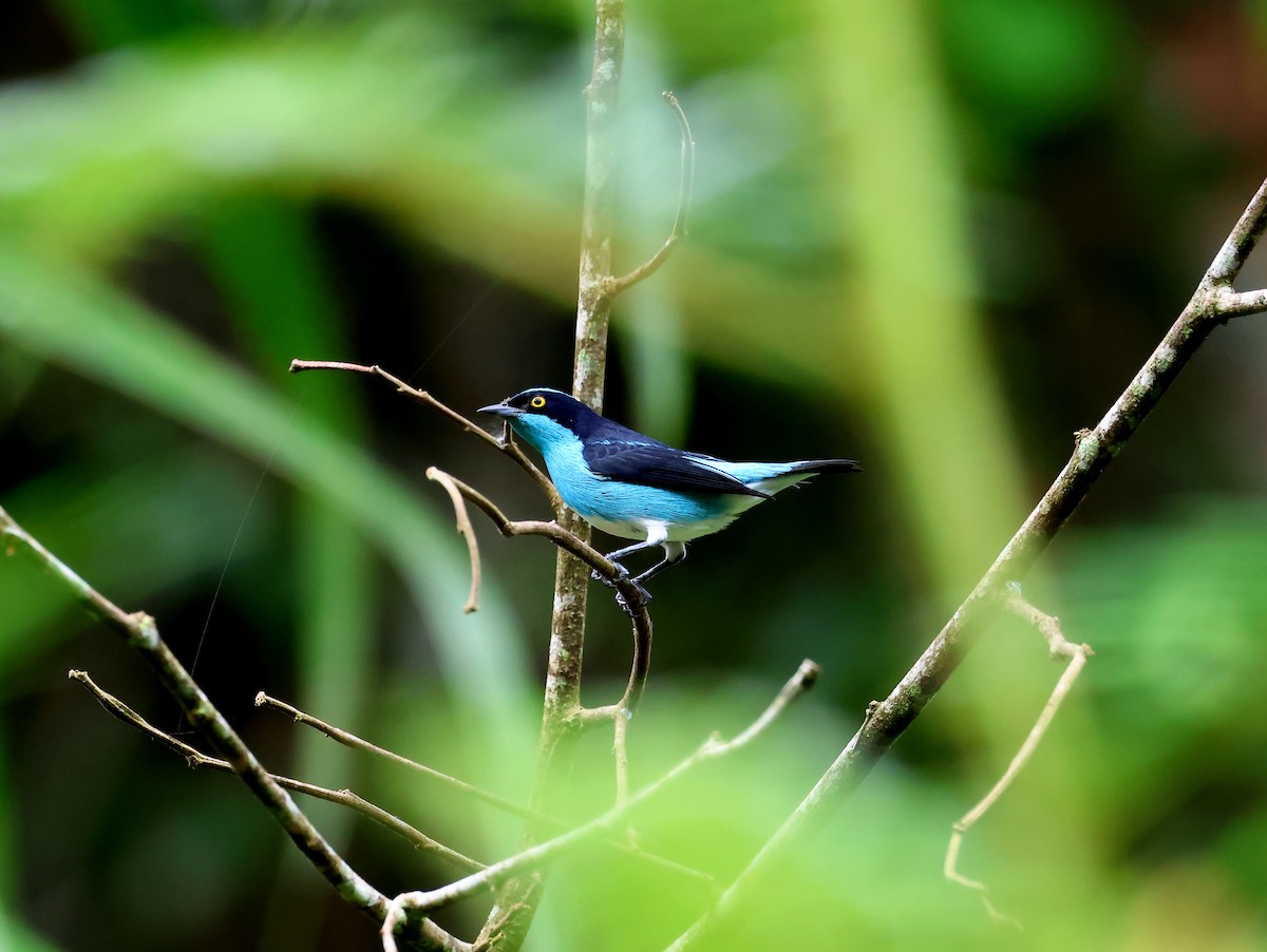 Black-faced Dacnis - ML635538823