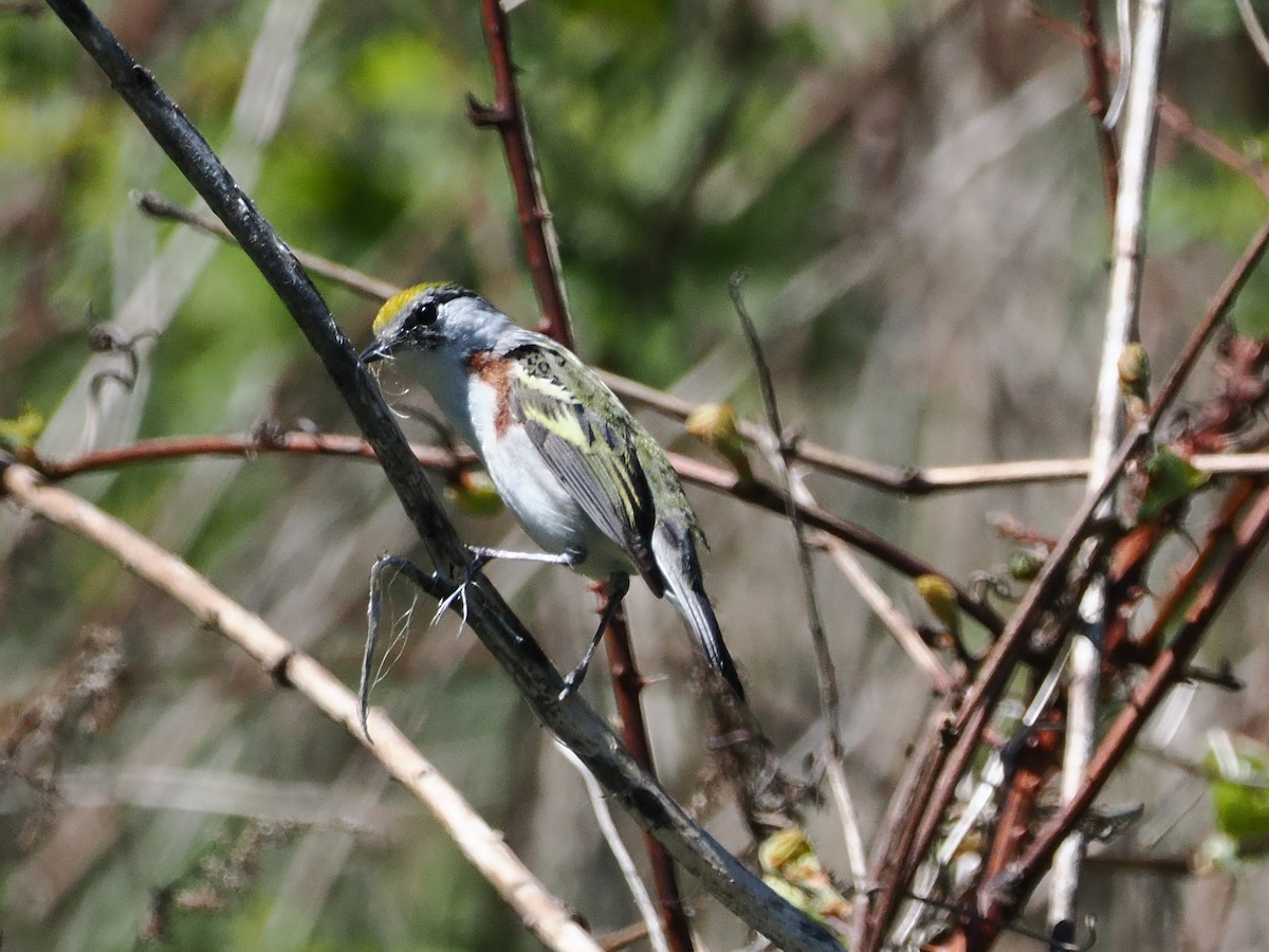 Chestnut-sided Warbler - ML635538869