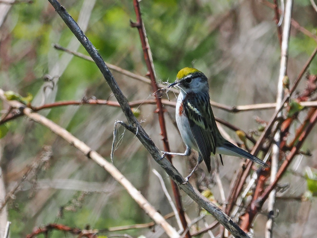 Chestnut-sided Warbler - ML635538870