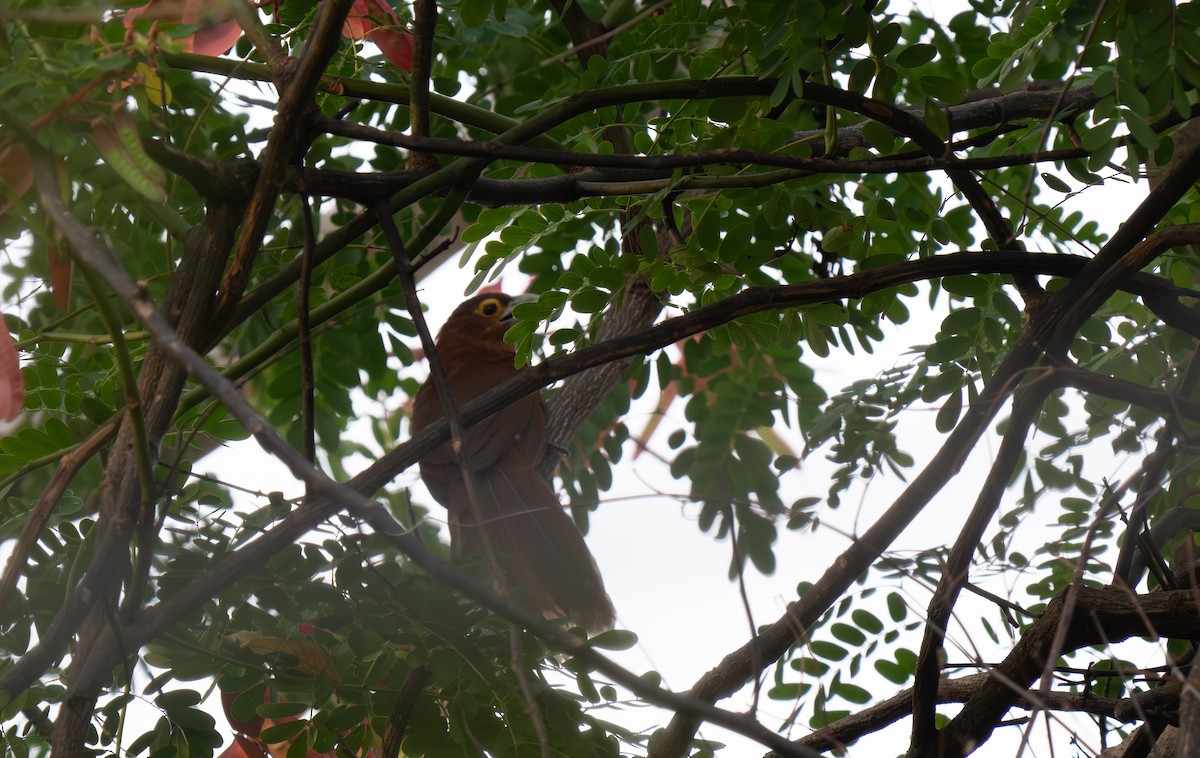 Rufous Coucal - ML635538929
