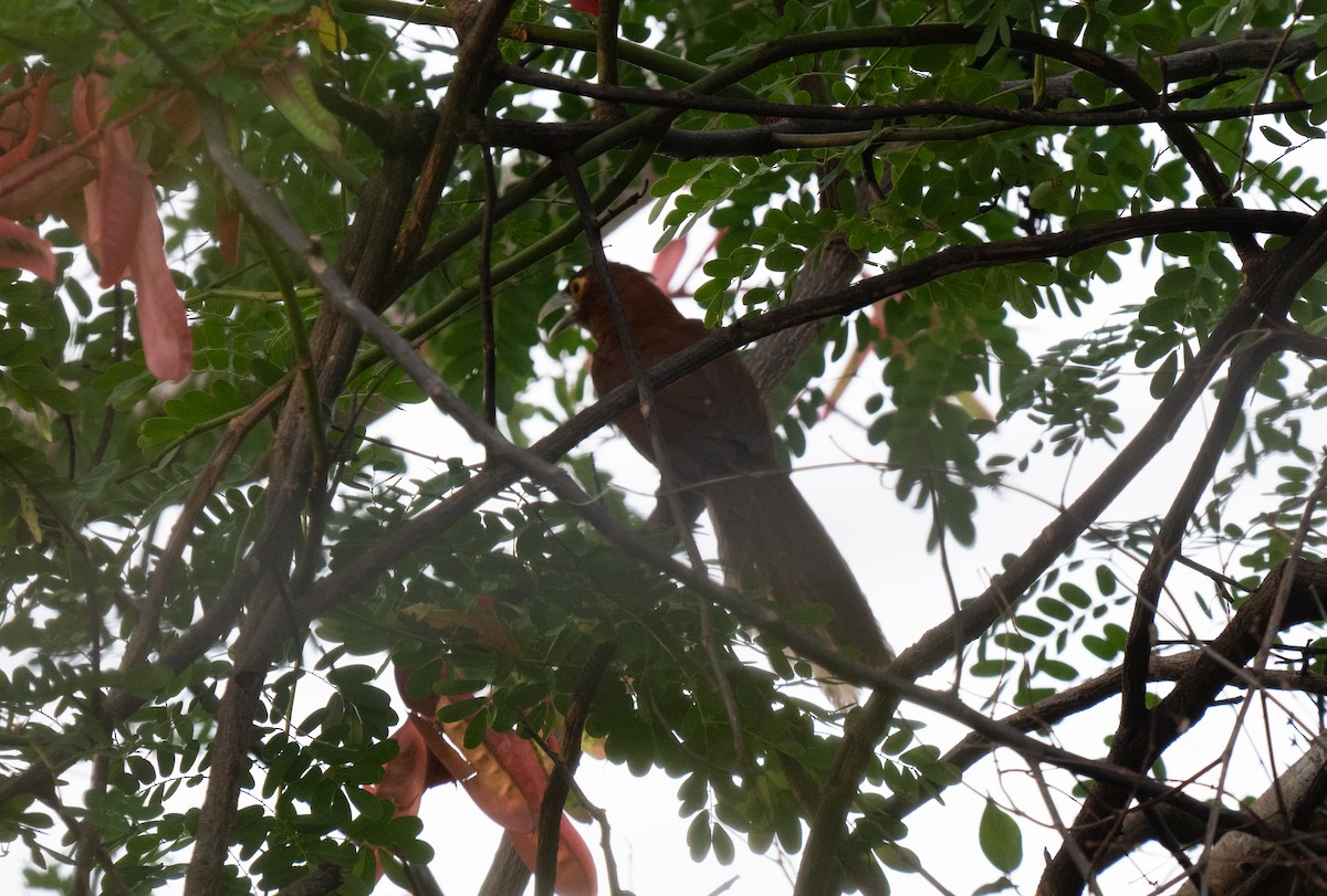 Rufous Coucal - ML635538932