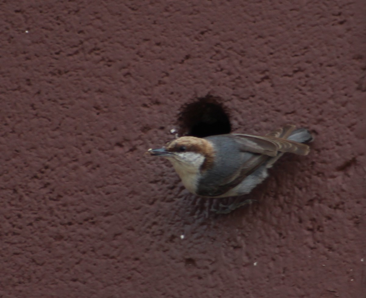 Brown-headed Nuthatch - ML635538974