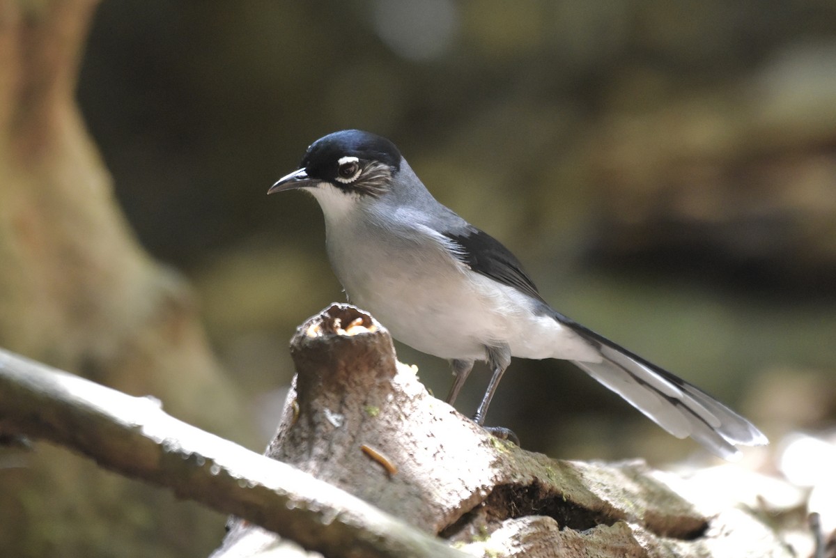 Black-headed Sibia - ML635538979