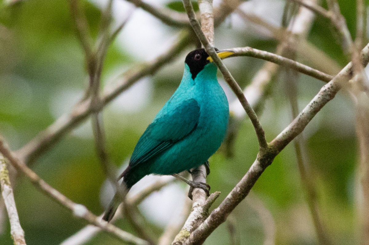 Green Honeycreeper - ML635538995