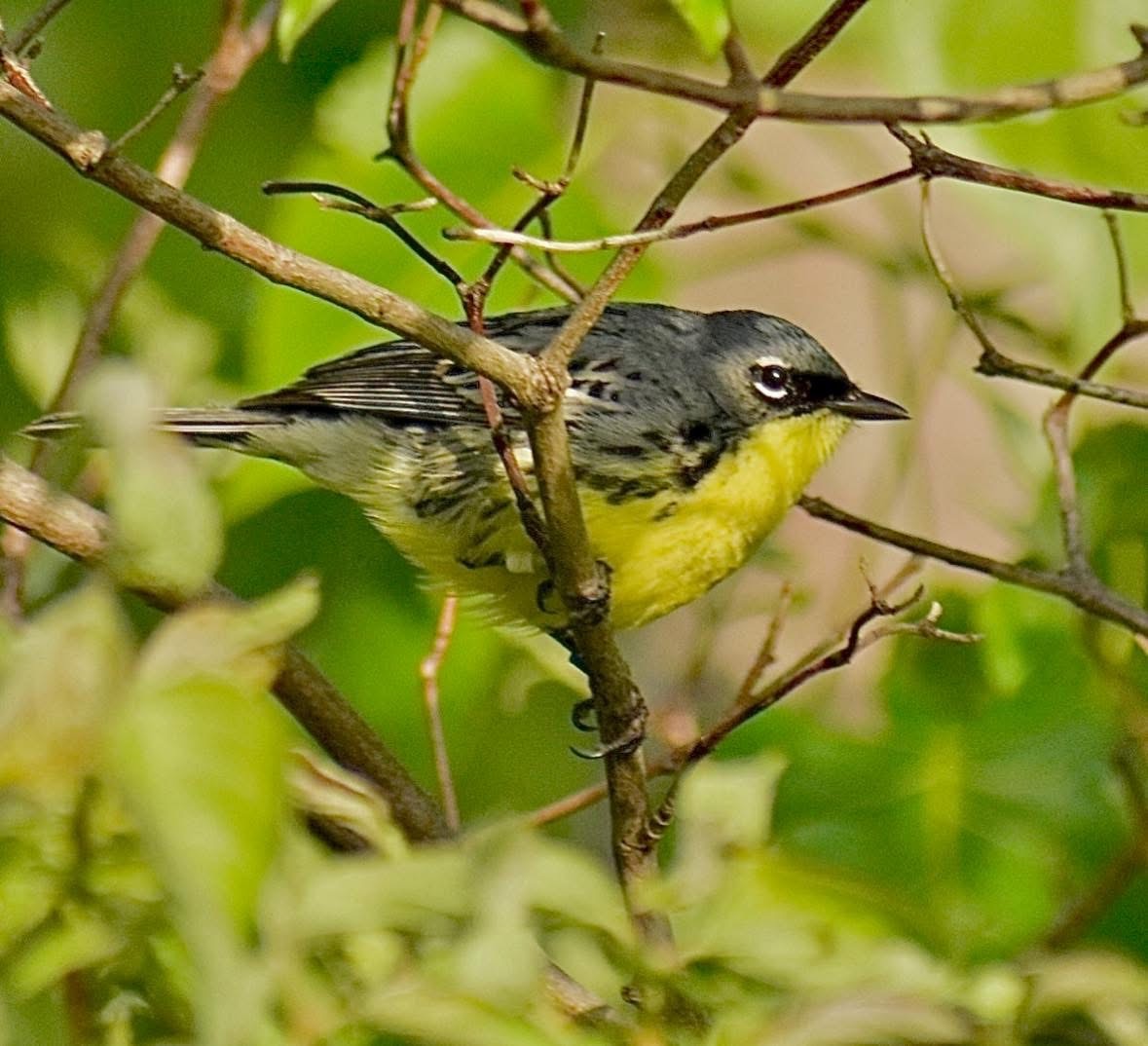 Kirtland's Warbler - ML635539054