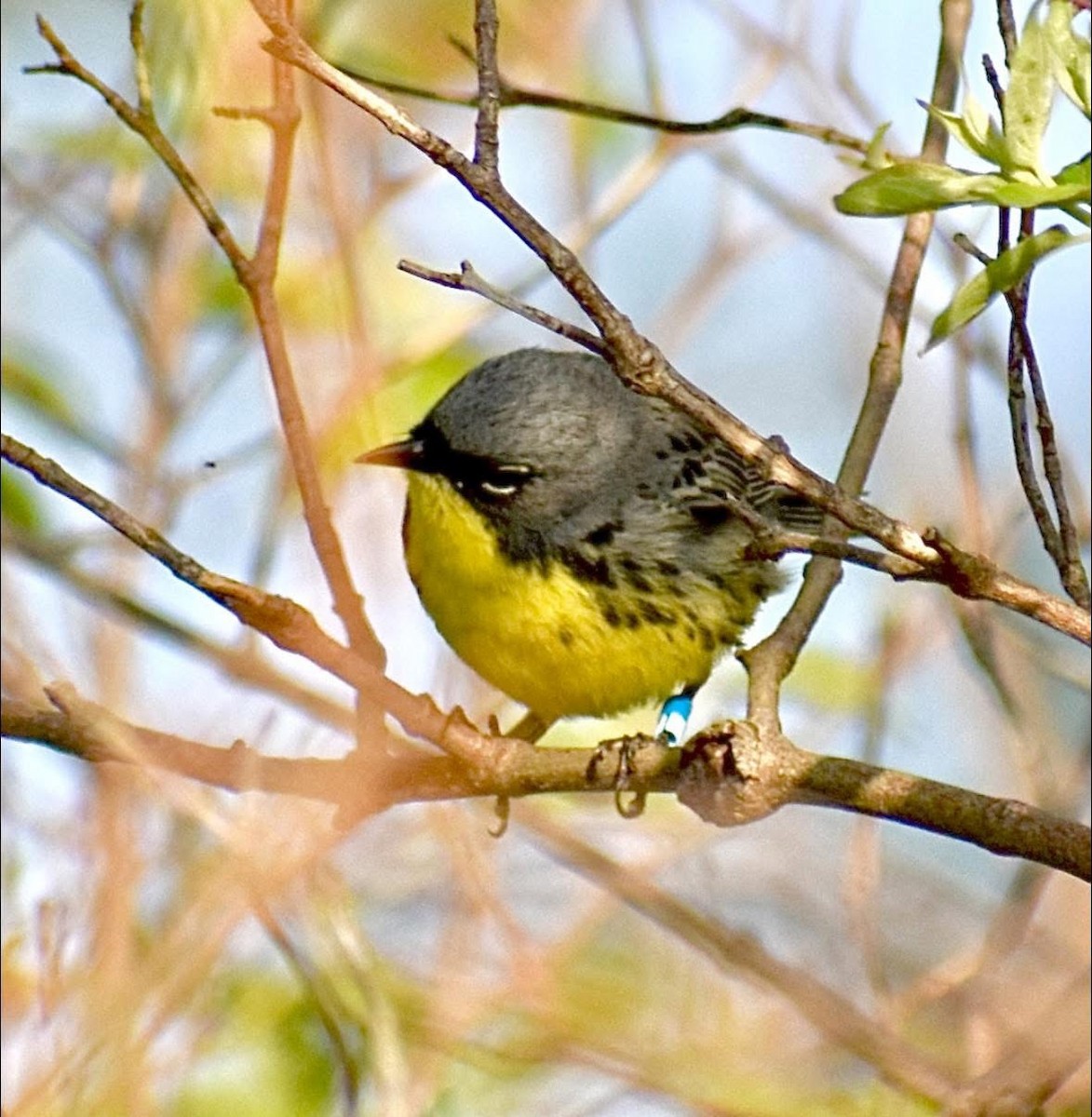 Kirtland's Warbler - ML635539055