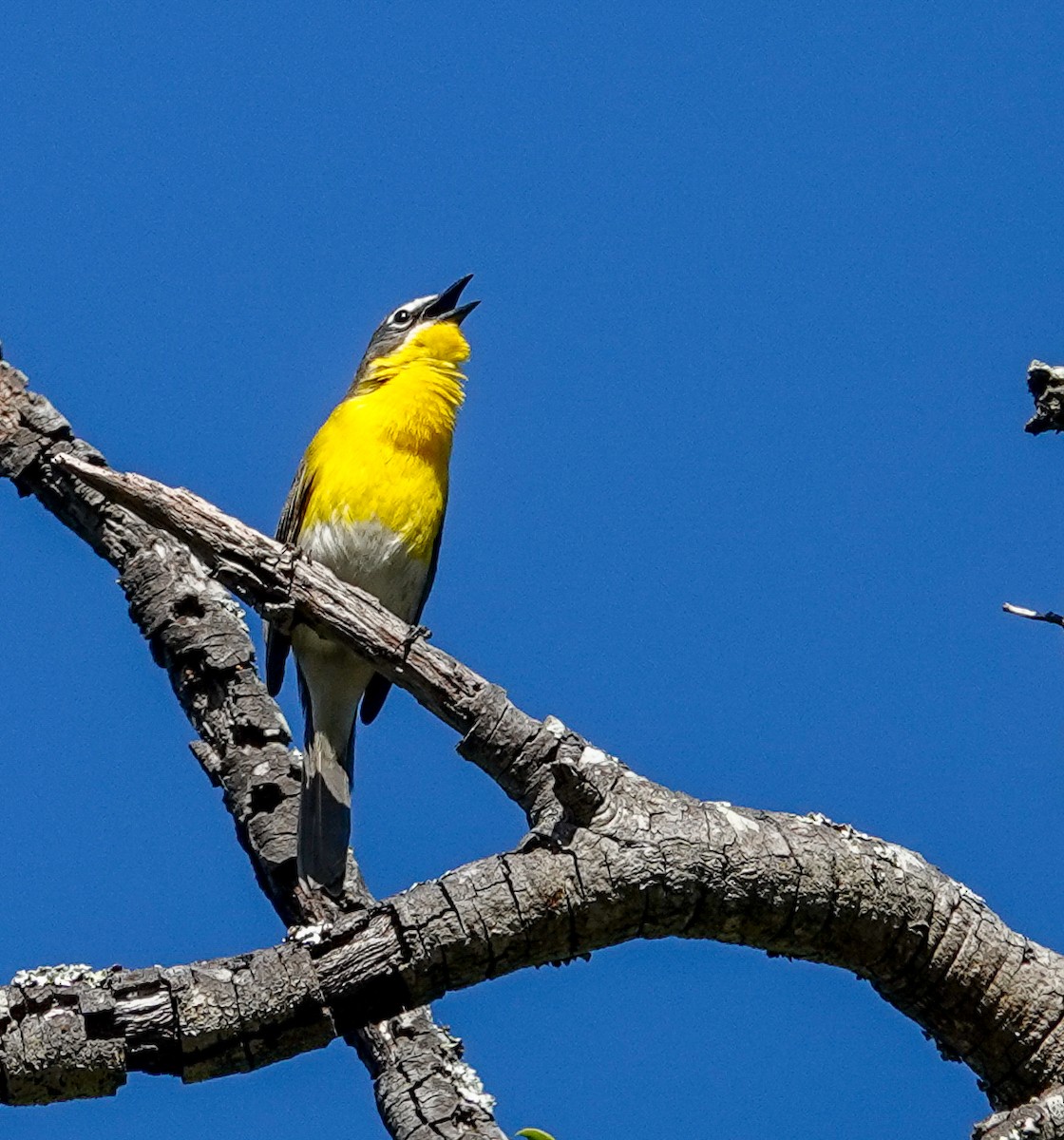 Yellow-breasted Chat - ML635539132