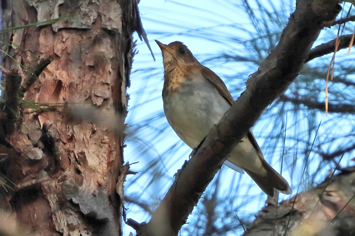 Veery - ML635539175