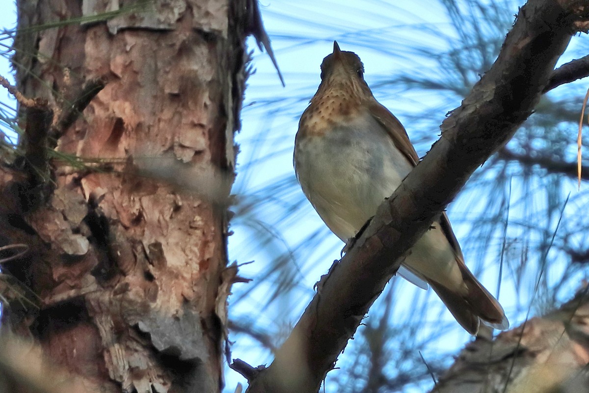Veery - ML635539177