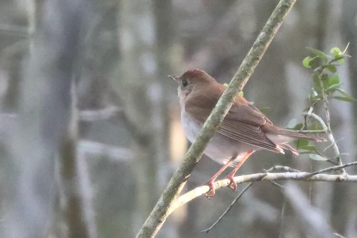 Veery - ML635539181