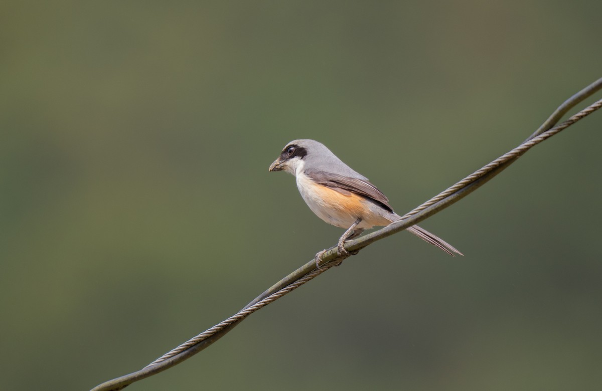 Mountain Shrike - ML635539250