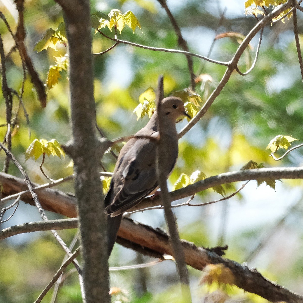 Mourning Dove - ML635539257