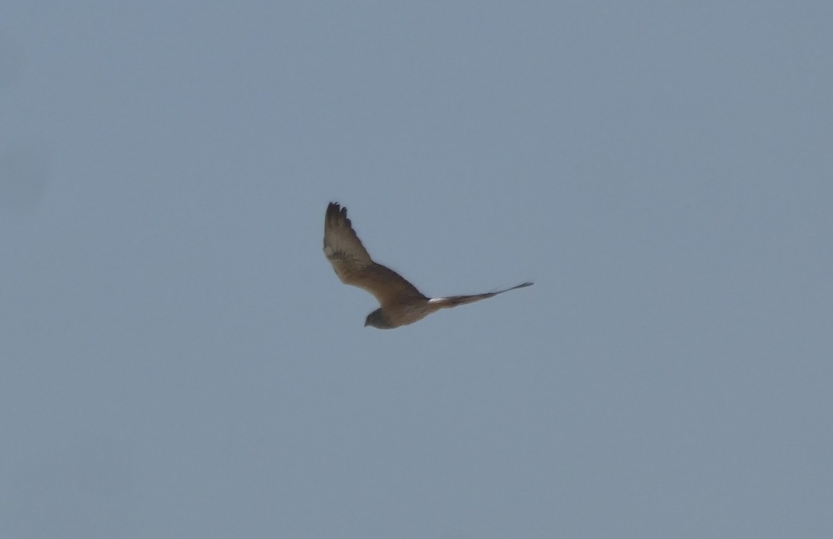 Montagu's Harrier - ML635539264