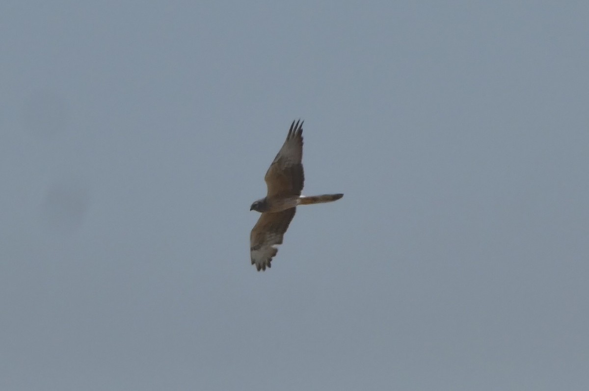 Montagu's Harrier - ML635539265