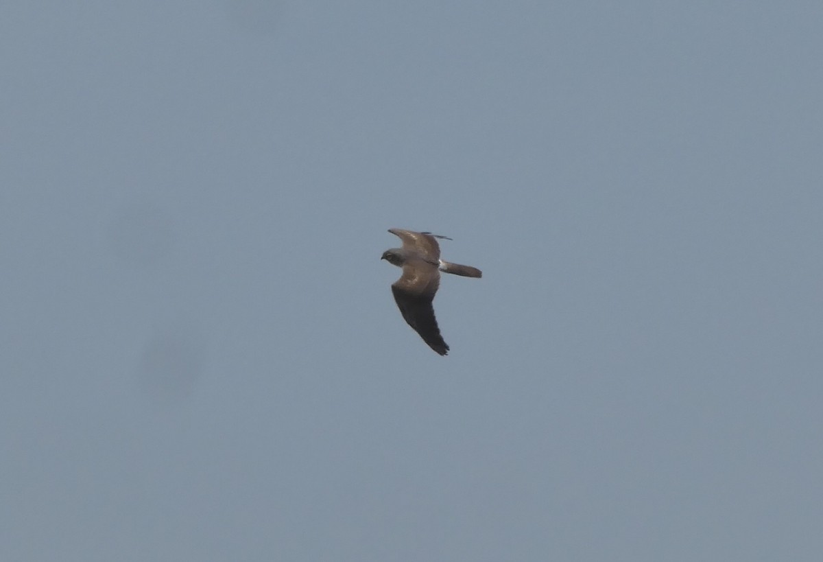 Montagu's Harrier - ML635539266