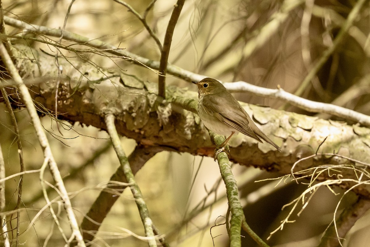 Swainson's Thrush - ML635539307