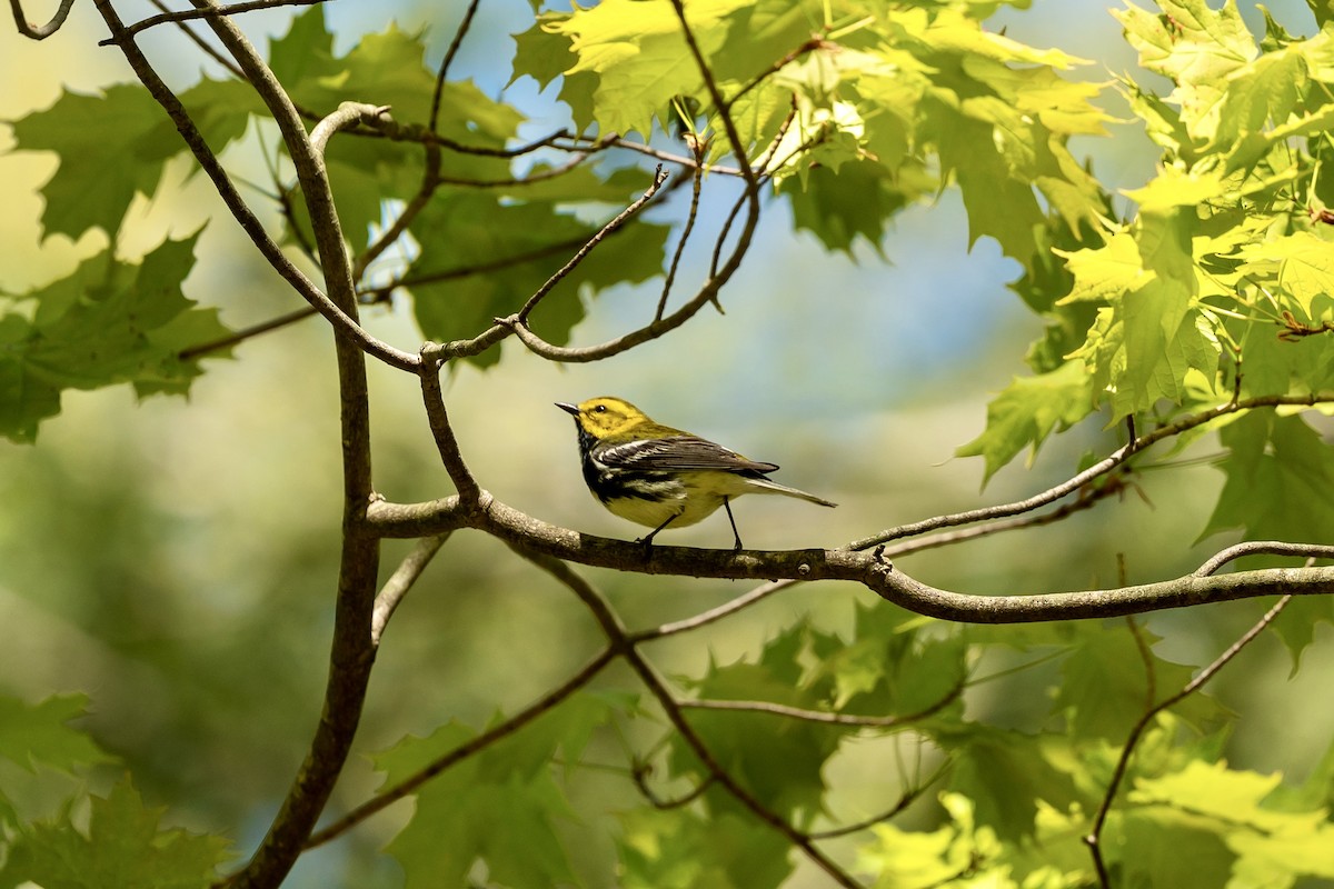 Black-throated Green Warbler - ML635539322