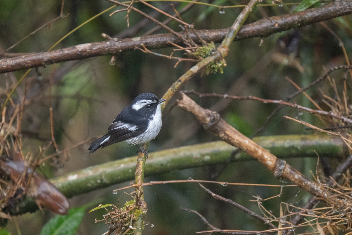 Little Pied Flycatcher - ML635539336
