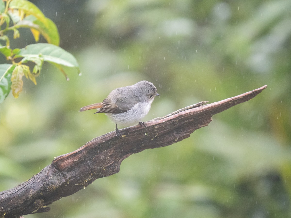 Little Pied Flycatcher - ML635539339