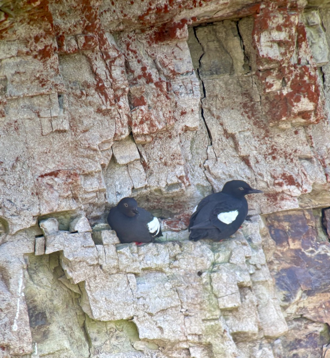 Pigeon Guillemot - ML635539368