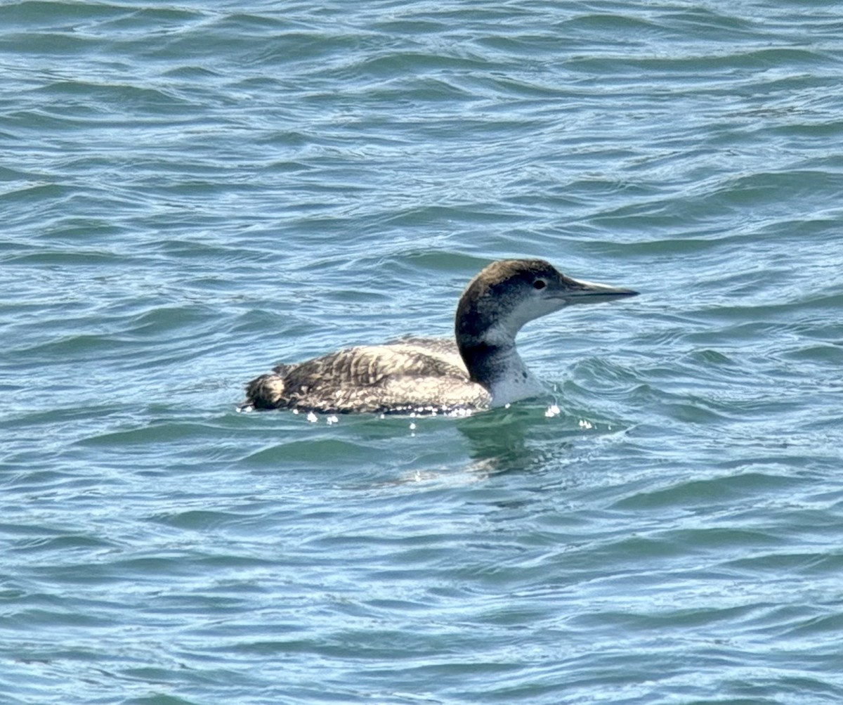 Common Loon - ML635539396