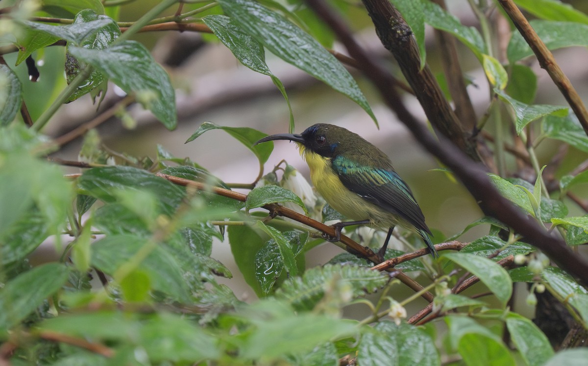 Metallic-winged Sunbird - ML635539409
