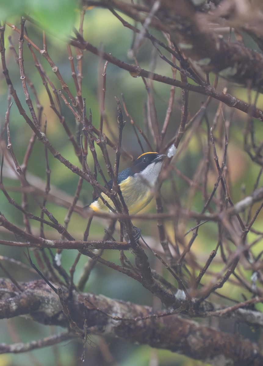 Yellow-crowned Flowerpecker - ML635539422