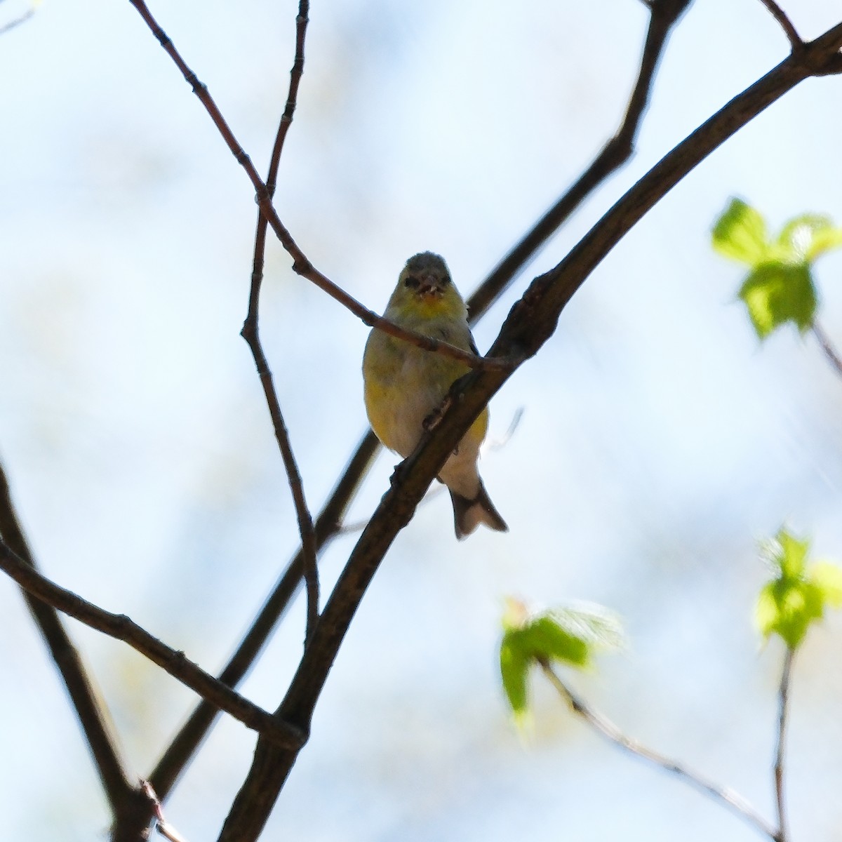 American Goldfinch - ML635539424