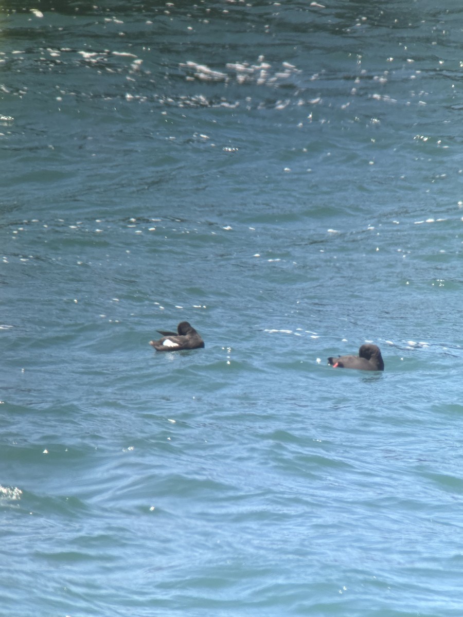 Pigeon Guillemot - ML635539425