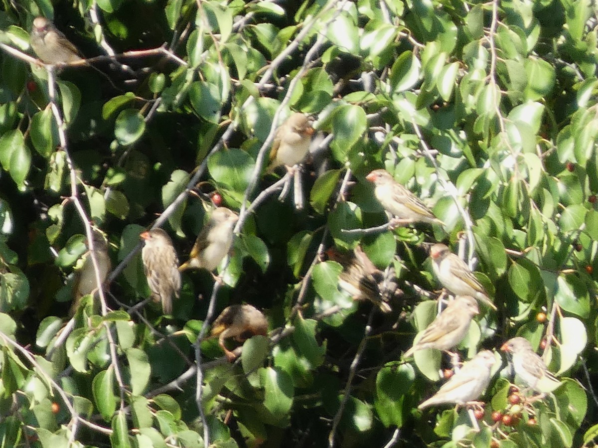 Red-billed Quelea - ML635539437
