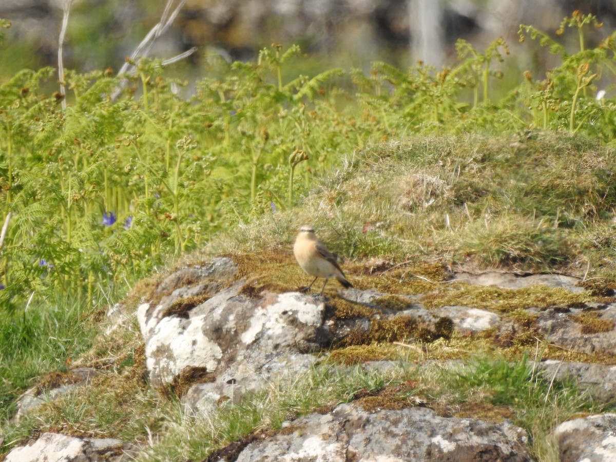 Northern Wheatear - ML635539459