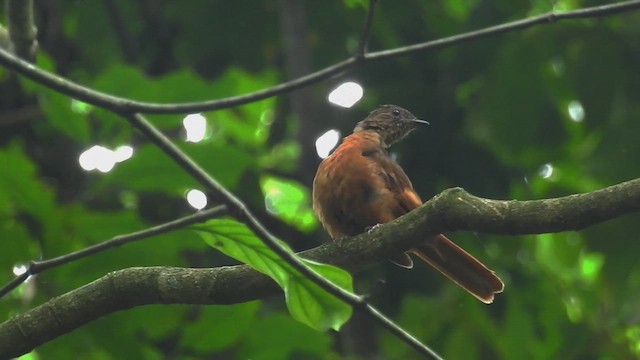 Rufous Flycatcher-Thrush - ML635539493