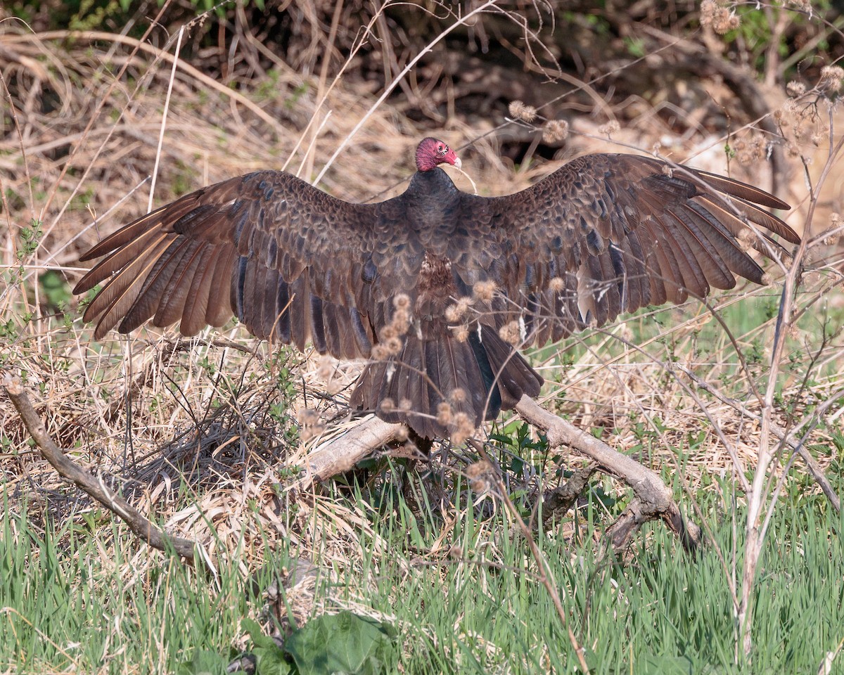 Turkey Vulture - ML635539497
